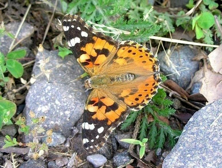 Nymphalidae: Vanessa cardui